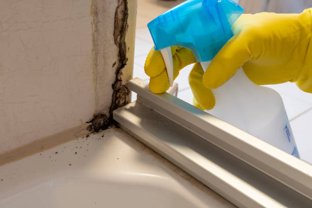 Home Mold Removal in Quinnesec, MI
