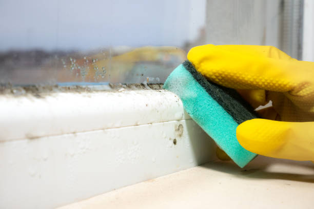Best Office Mold Removal Services  in Quinnesec, MI