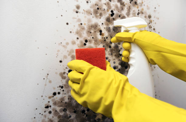 Best Mold Testing  in Quinnesec, MI
