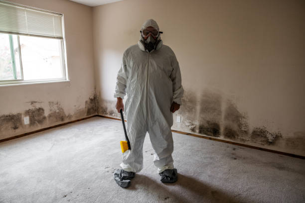 Best Certified Mold Removal  in Quinnesec, MI