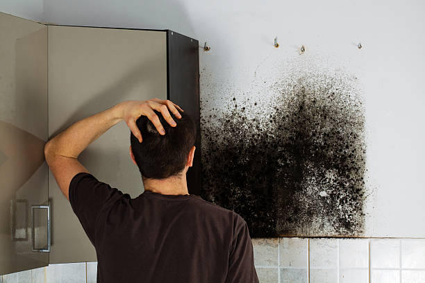 Best Local Mold Removal Service  in Quinnesec, MI