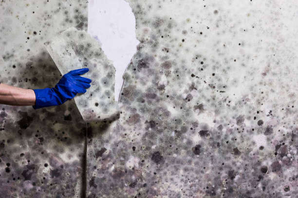 Best Fast Mold Removal  in Quinnesec, MI