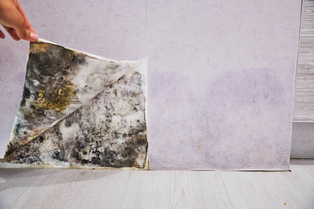 Best Mold Removal Near Me  in Quinnesec, MI